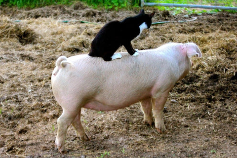 babe cat and pig friends cat loves pig