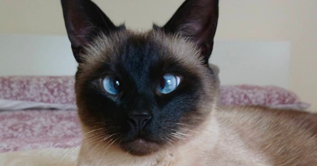 about siamese cats