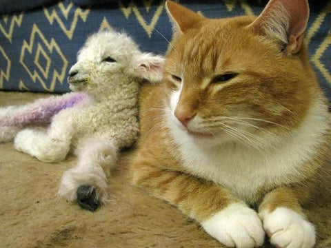 the lion and the lamb lion and lamb unusual animal friends strange animal relationships