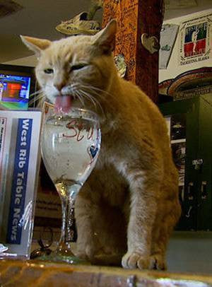 cat mayor stubbs wine 