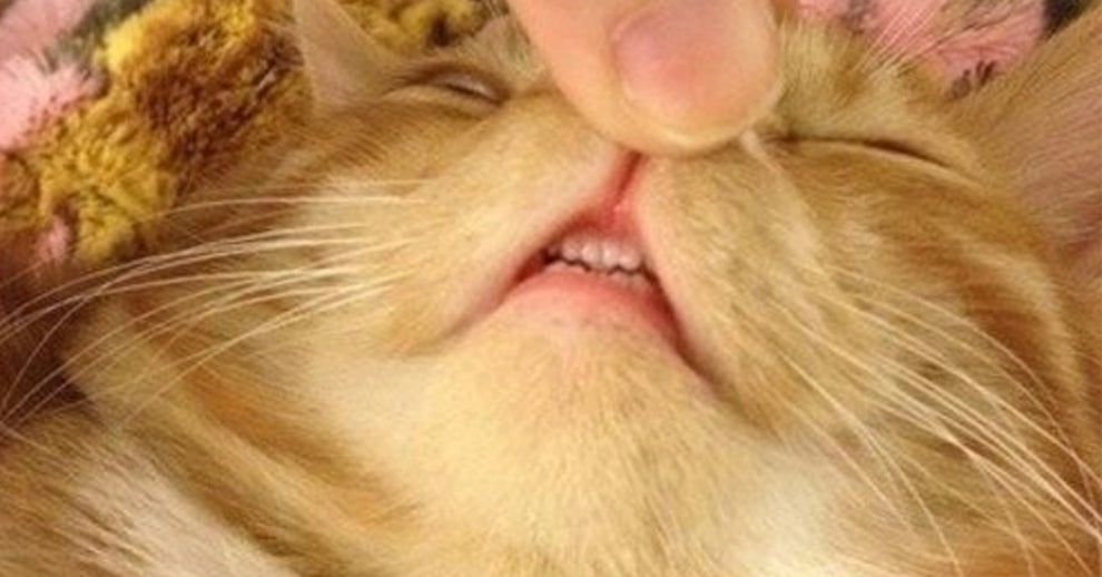 kittens and new teeth