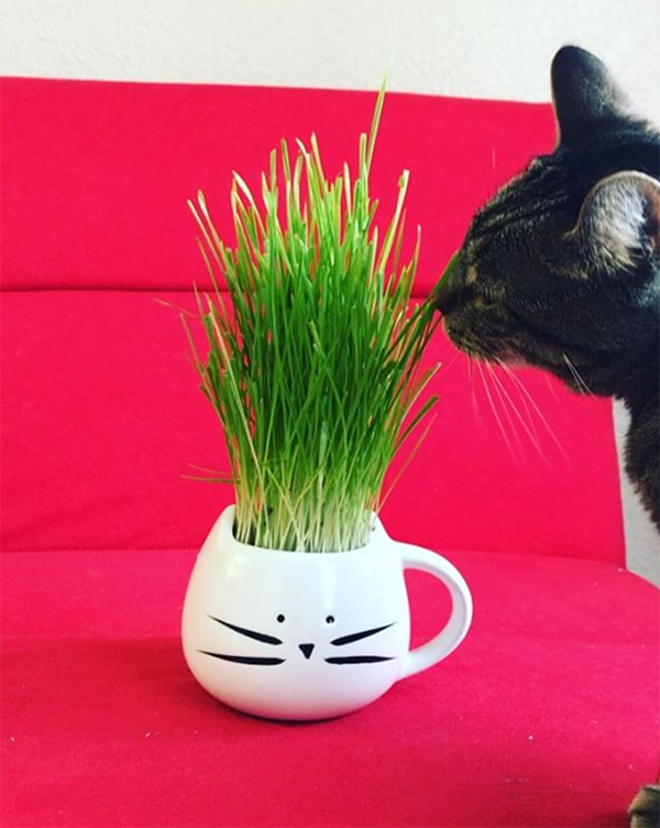 tom cat mug cat grass