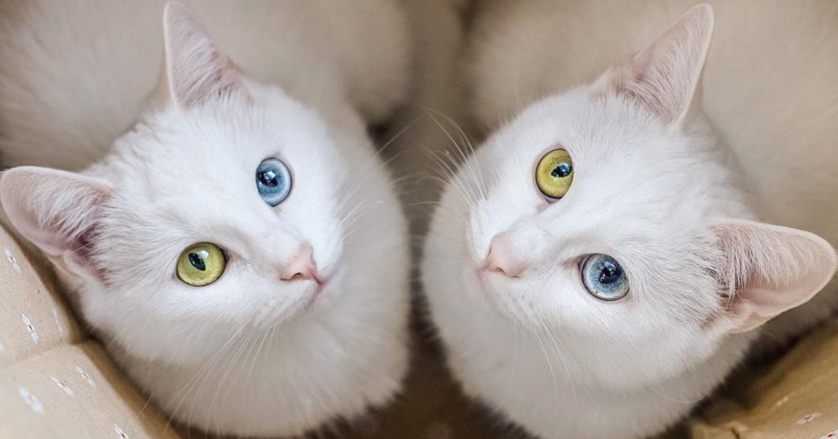 These Identical Twin Cats Share Everything, Even Their Multi-Colored E –  Meowingtons