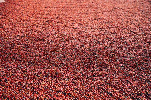 Coffee fruit and coffee beans