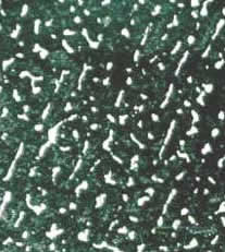A microscopic picture of a Boye knife blade showing Dendritic carbide crystals at 200X magnification.