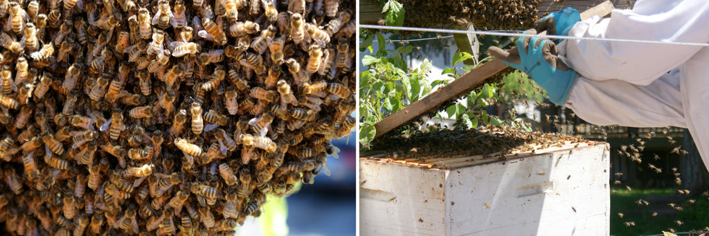 Healing Bees Natural Skincare - Why Honey Bees Swarm