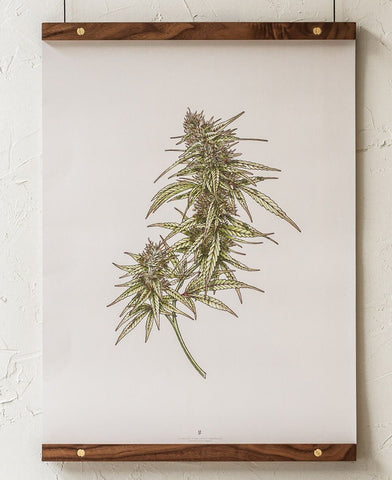 Cannabis illustration, natural decor.