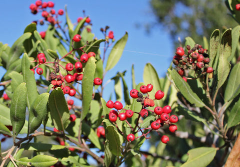 Toyon, red native California berries