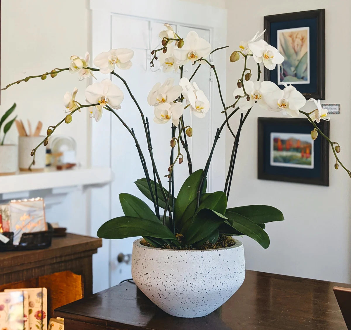 Large orchid arrangement with three orchids in a grey pot sitting on a table