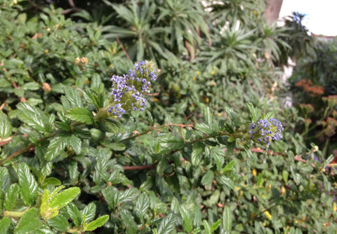 ceanothus