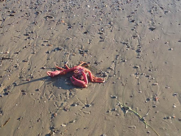 crab on the beach