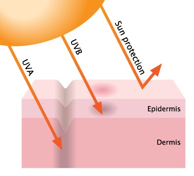 UVA and UVB rays diagram