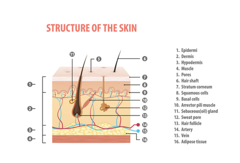 structure of the skin diagram