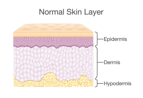 the 3 layers of skin