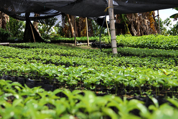 Coffee seedlings in San Juan, Colombia - Specialty Coffee Melbourne