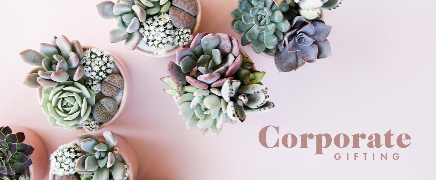six succulent and cacti arrangements on a pink ground. Text reads Corporate Gifting