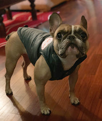Belli e Bulli Jackets
