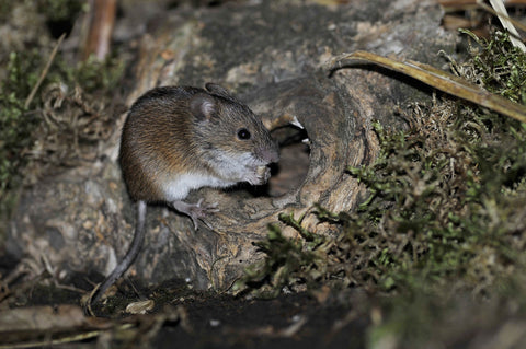 Field mouse, owl prey