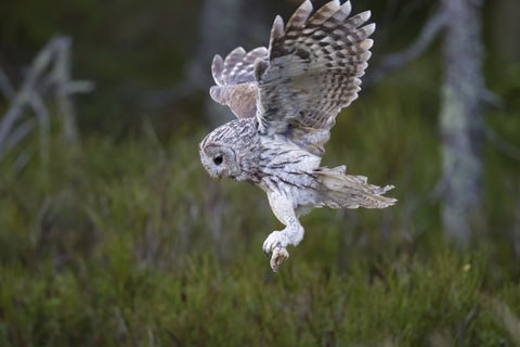 Owl preparing to land