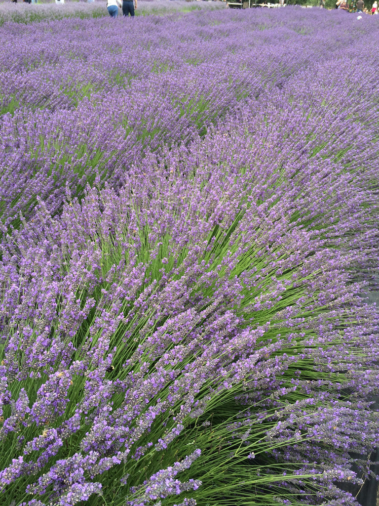 Lavender Field