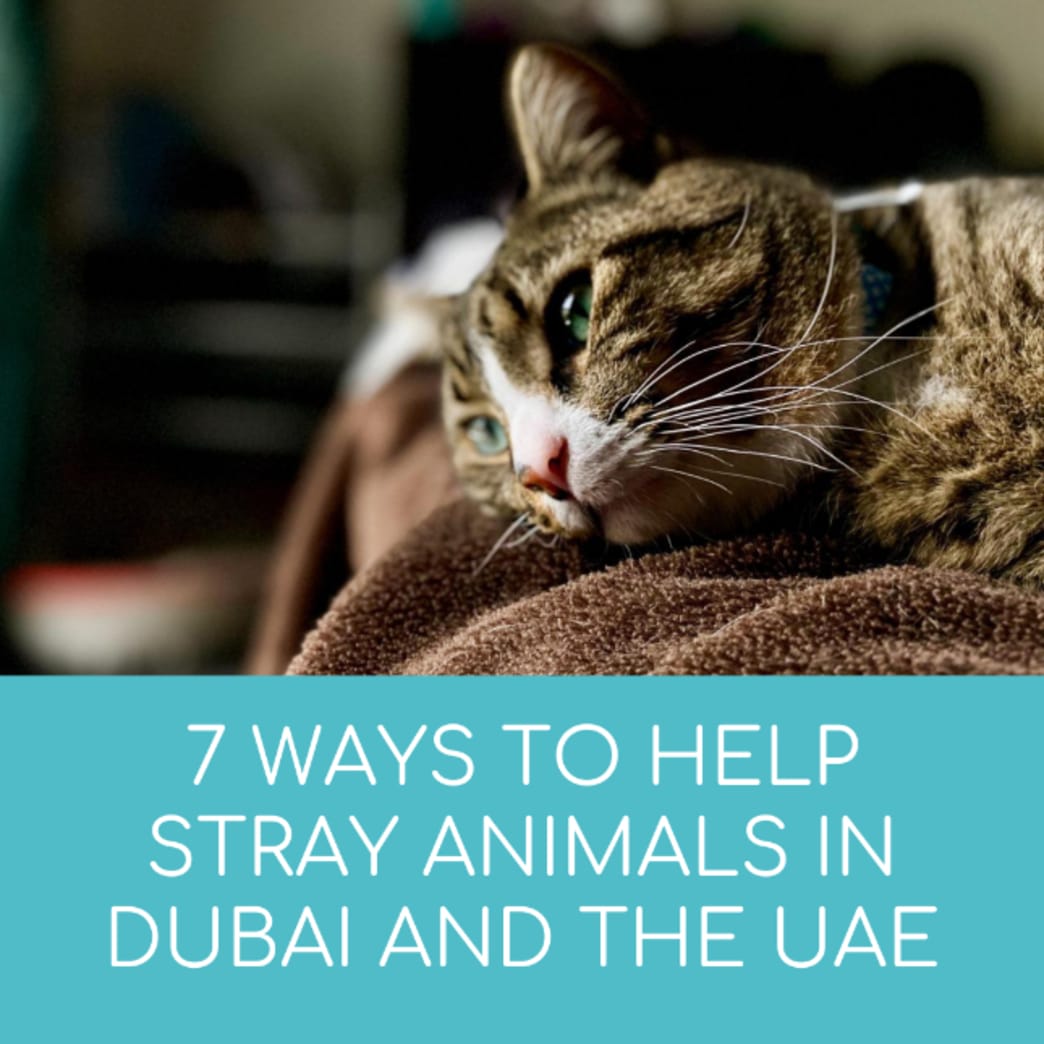 7 Ways to Help Stray Animals in Dubai and the UAE – Treats Card