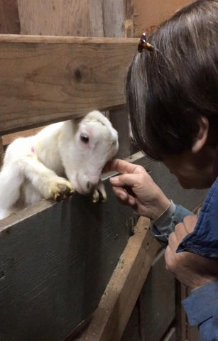 Baby Goat Love