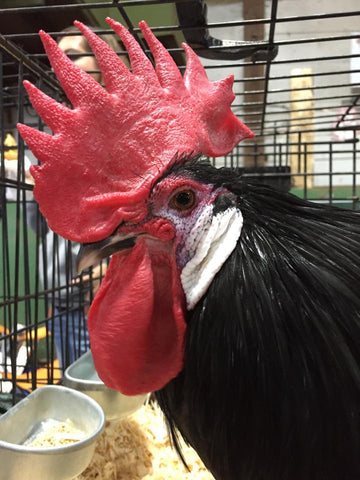 White Faced Black Spanish Rooster