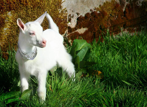 Baby Goat - Grey