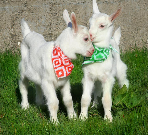 Baby Goat - Mixed Colors