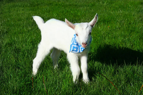Baby Goat - Blue 2