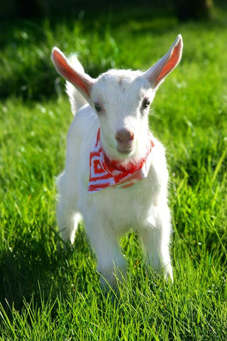 Baby Goat - Red 