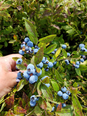Wild Maine Blueberries