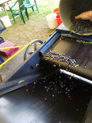 winnowing Maine Blueberries