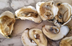 oysters 