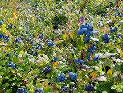 Wild Maine Blueberries