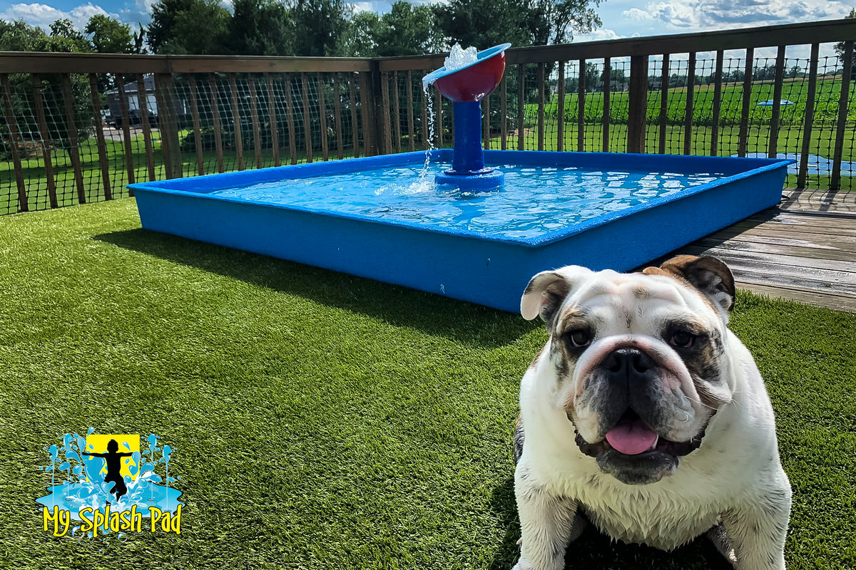 fiberglass dog pool