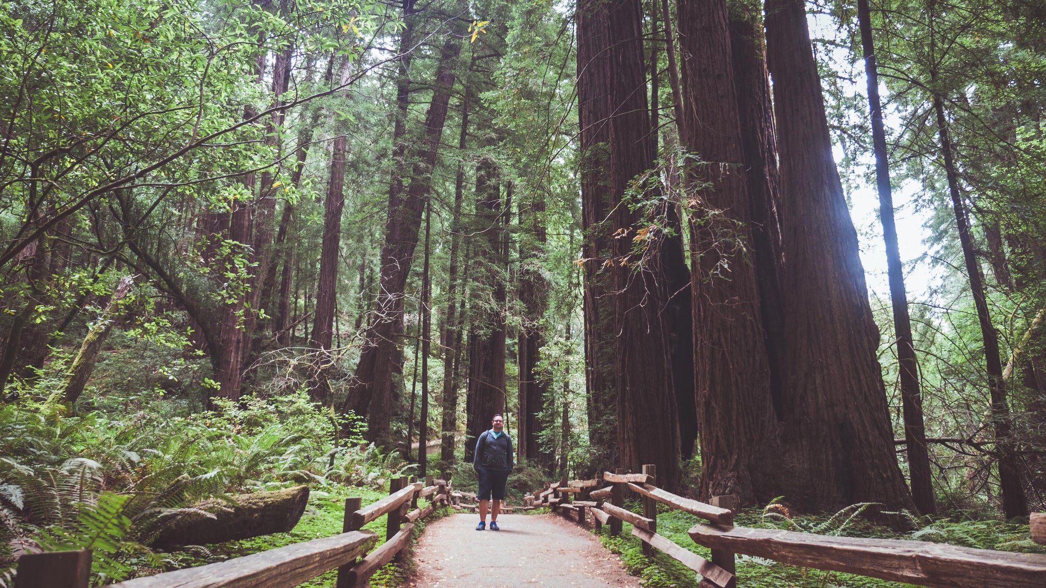 muirwoods-california-sanfrancisc-redwoods-thennowalways