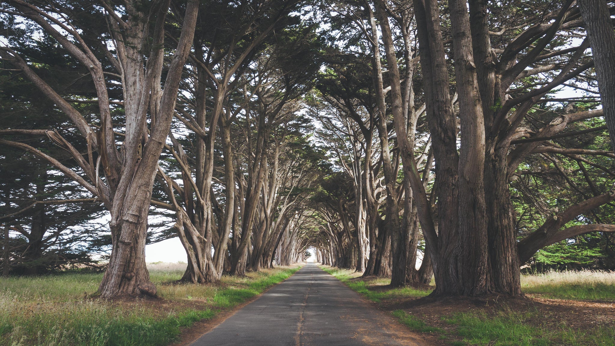 pointreyes-trees-roadtrip-thennowalways