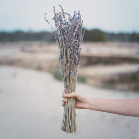 Hand holding a bouquet of lavender