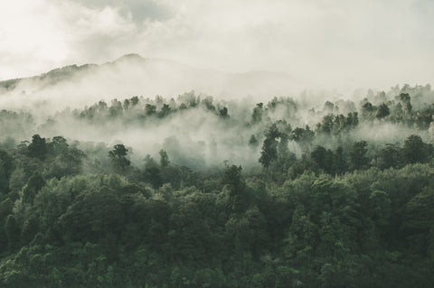 Wolkenbildung über dem Regenwald