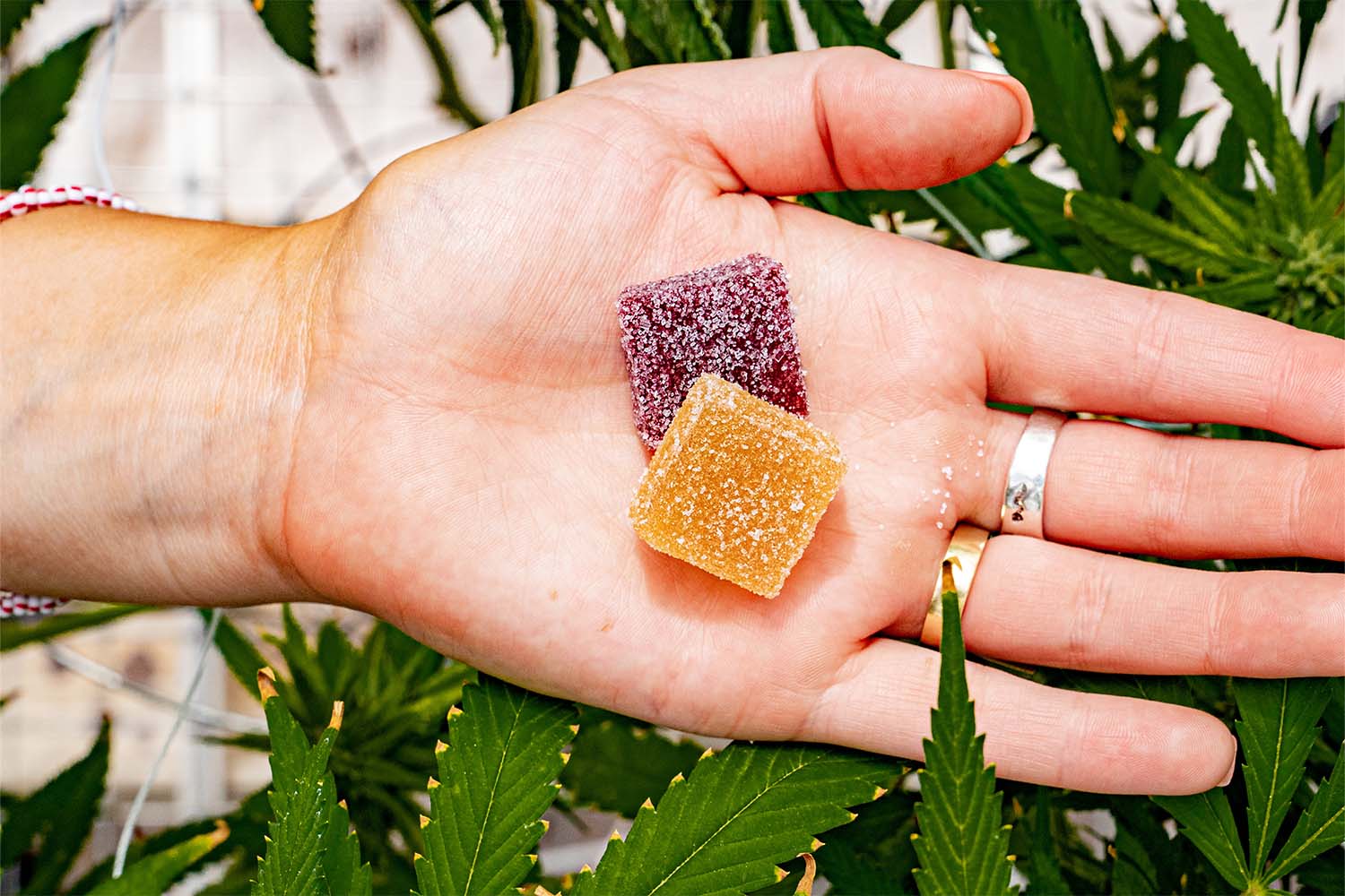 Hemp Gummies vs. CBD Gummies: When To Use Each