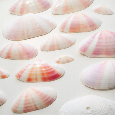 pink and white seashells from Jane Bartel Jewelry