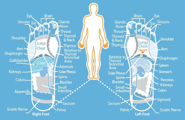 reflexology footmap