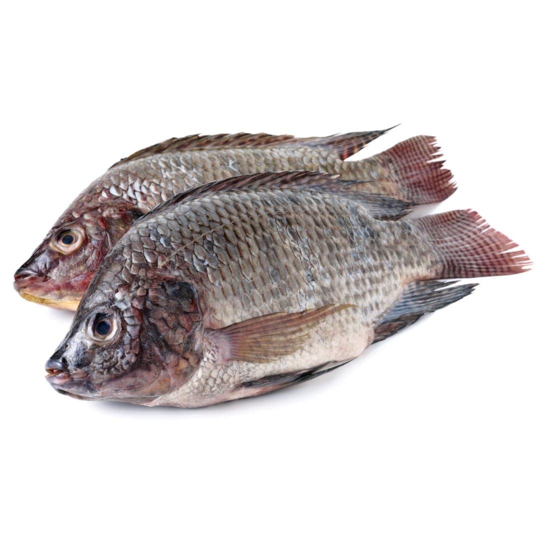 is tilapia fish good for dogs