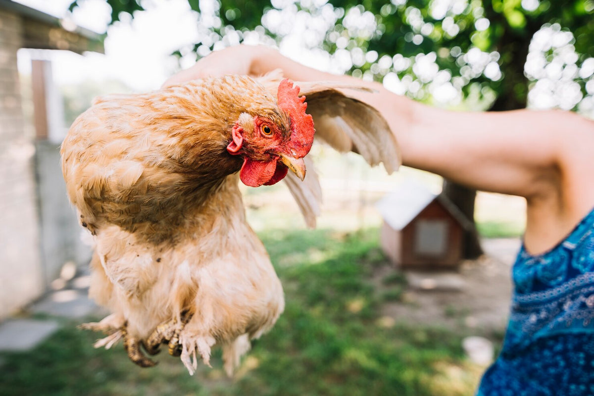 Wat heb je nodig om kippen te in je tuin?– Kippenvilla.nl