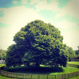 Magnificent tree in the grounds of Rufford Abbey