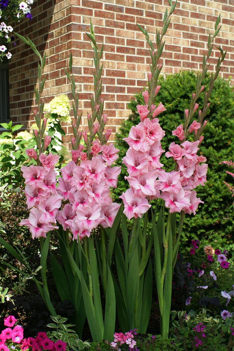 landscaping with gladiolus