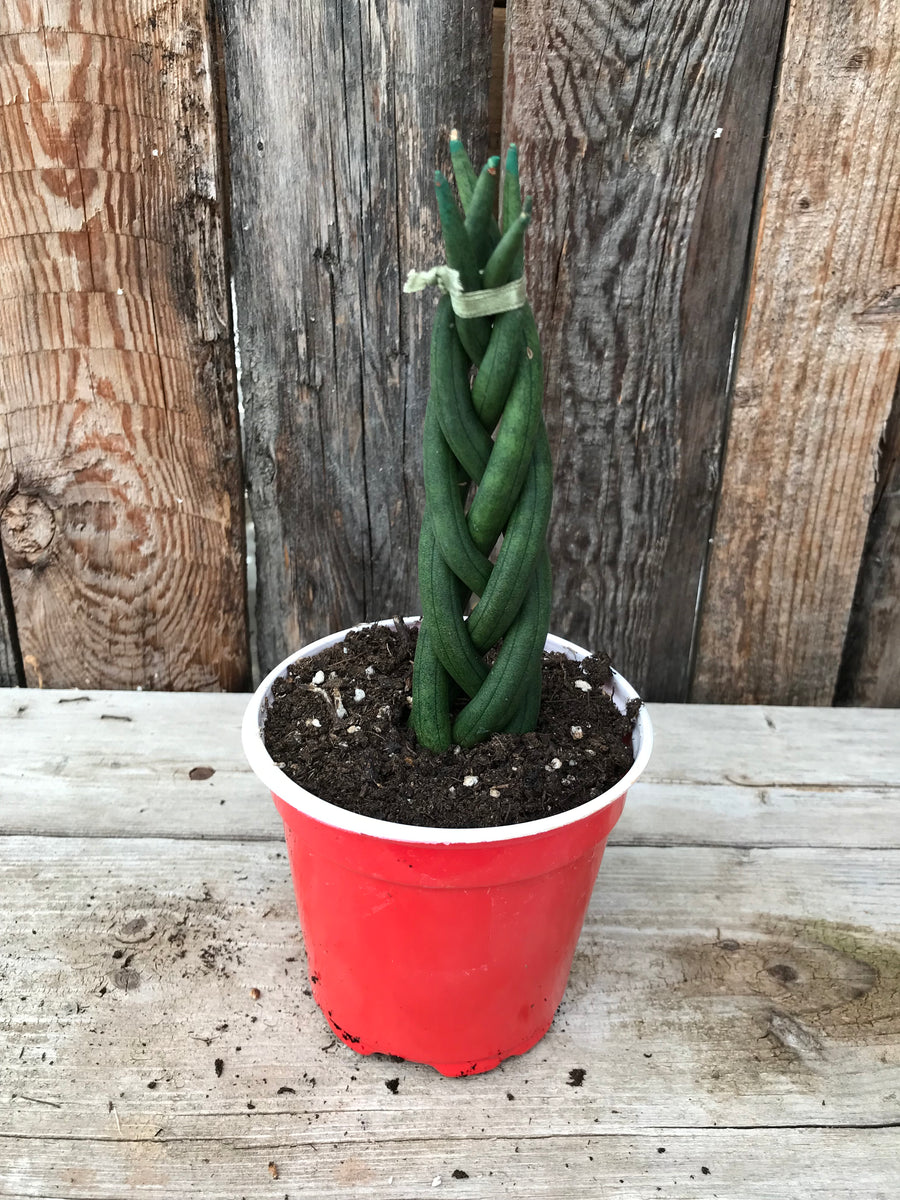 Sansevieria Cylindrica Braid Sunset Nursery 