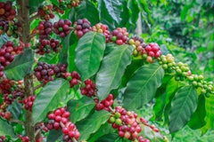 Excelsa Coffee | Discount Coffee