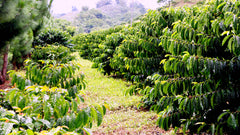 Philippines Coffee Plantation | Discount Coffee  